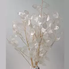 DECORA FLORES - Ramo de lunaria natural blanca