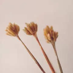 DECORA FLORES - Pack de colitas de conejo beige x 3 ramos