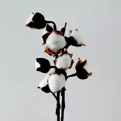 DECORA FLORES - Ramo de algodón natural blanco x 12.