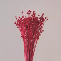 DECORA FLORES - Ramo de mimosa natual roja