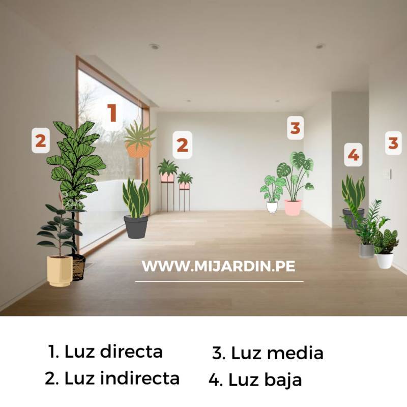 Set 2 Plantes 